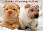 trop marrant ces chiot